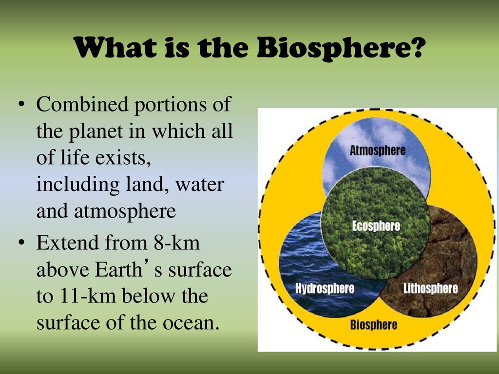 The Biosphere Mr. Norris. ppt download